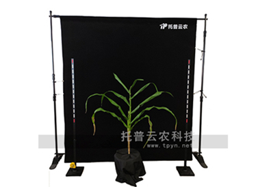 玉米株型分析系統(tǒng)-玉米株型分析儀
