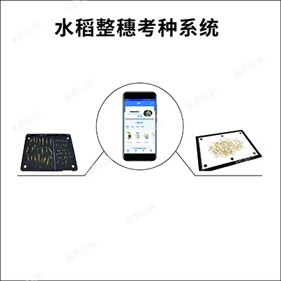 稻穗形態(tài)測(cè)量?jī)x-麥穗形態(tài)測(cè)量系統(tǒng)