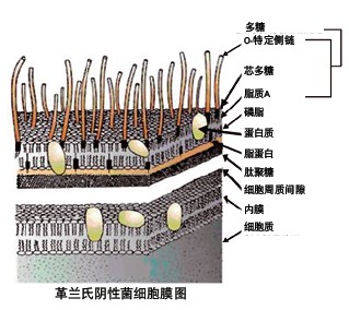 PURELAB flex^V(ni)RNaseDNaseͼ