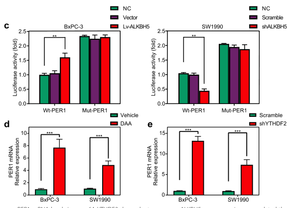 ȱALKBH5l(f)m6AR(sh)eYTHDF2T(do)mRNA(do)PER1mRNAˮƽ