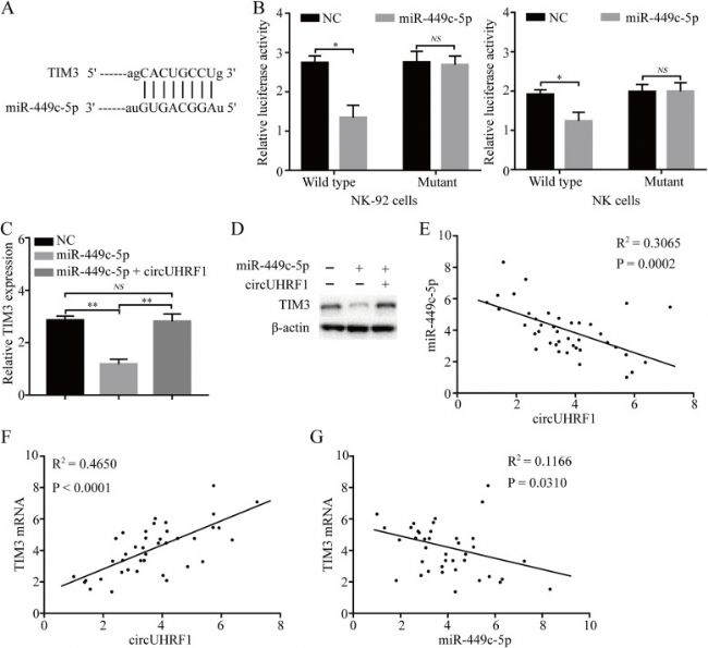 circUHRF1ͨ^(gu)miR-449c-5p(li){(dio)TIM-3ı_(d)