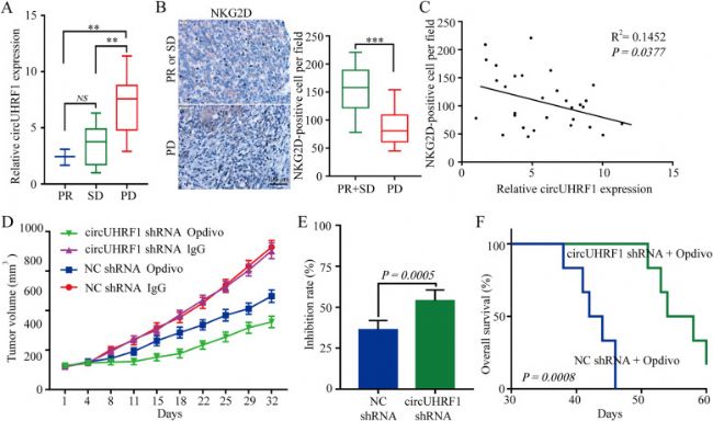 circUHRF1߸ΰ(du)PD1ίˎ