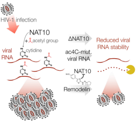 NAT10 HIV-1 ac4CӰmRNA_(d)