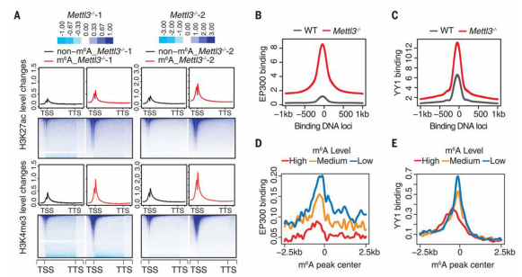 4m6A{(dio)صcarRNA(wn)Ⱦɫ|(zh)_(ki)ŠB(ti)ļTFsM(jn)D(zhun)䛼