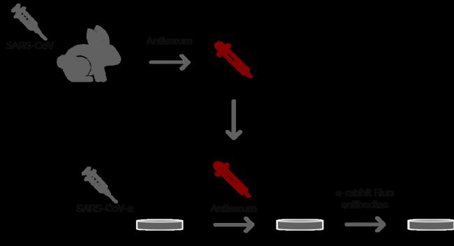 D2: Ogando˵һ(xing)(sh)(yn)漰ʹߟɹ@΢RVeroE6(x)2002/2003SARSl(f)gw̽Ƃ俹SARS-CoVѪĝʹòͬÿѪһMwȻõڶMɹ⿹w(bio)ӛ@ЩÿѪ塣SDM6 B@΢RM(jn)Пɹ@΢Rz顣