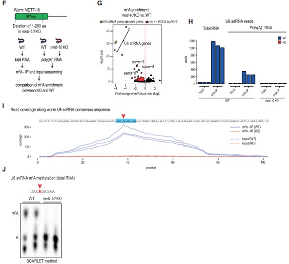x(chng) METT-10  U6 snRNA  SAM ϳø mRNA  m6A (xi)