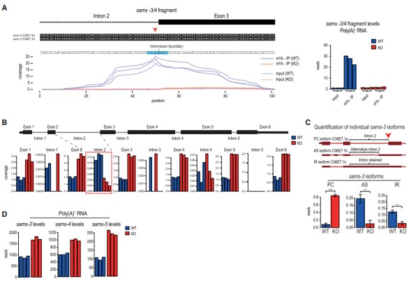 3λc(din) m6A  SAM ϳøǰw mRNA ļ