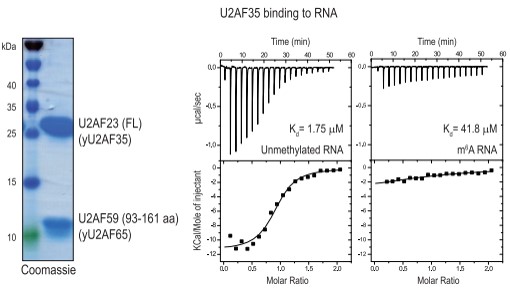  m6A׻ֹ˱U2AF35(du)λc(din)R(sh)e