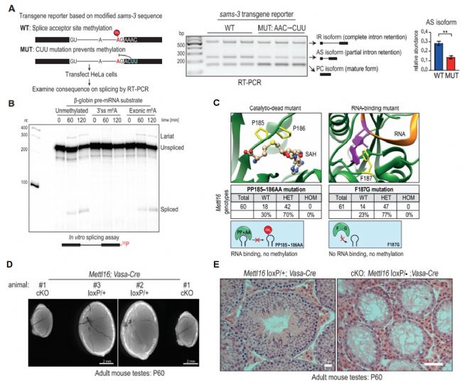 ߡ3ʹλc(din)m6A׻ҲƲ(dng)：(x)ļMETTL16RNA m6A׻Ԍ(du)l(f)P(gun)Ҫ