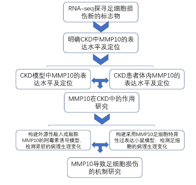 MMP10-µ㼚p錧(do)