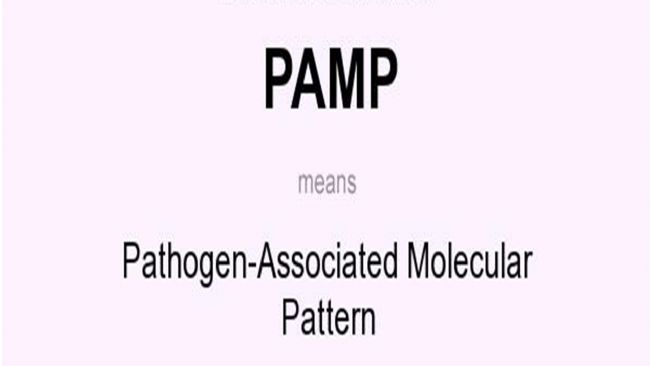 ԭwP(gun)ģʽpathogen-associatedmolecular patternPAMP