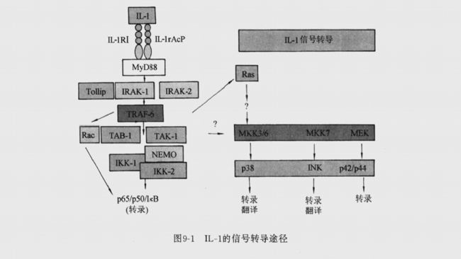 白細(xì)胞介素- 1的信號轉(zhuǎn)導(dǎo)途徑