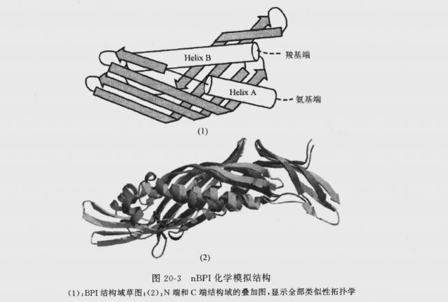 圖20-3nBPI化學(xué)模擬結(jié)構(gòu)