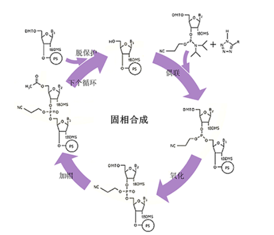 Ѻϳ