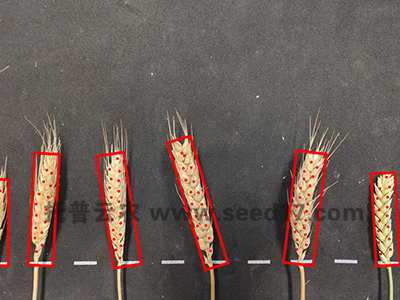 小麥表型檢測(cè)系統(tǒng)(麥穗形態(tài))