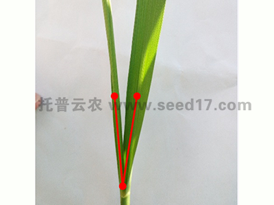 小麥表型檢測(cè)系統(tǒng)(夾角)